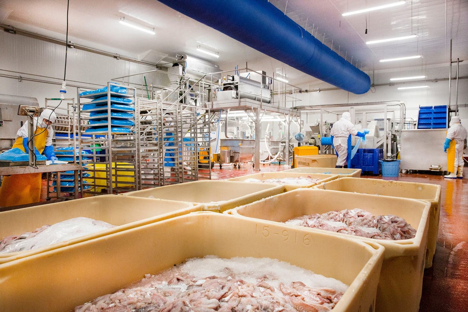 Usine COLTA FISH - Image 2